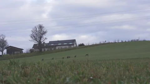 Wild chamois moving through forest undergrowth Stock Footage 323472603