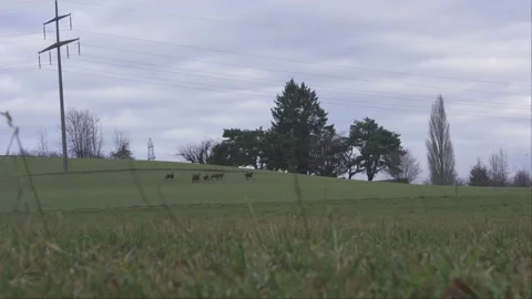 Wild chamois moving through forest undergrowth Stock Footage 323472604