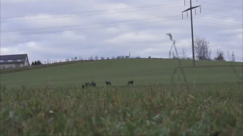 Wild chamois moving through forest undergrowth Stock Footage 323472607