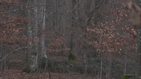 Wild chamois moving through forest undergrowth, partially visible between trees. Video stock 323472824