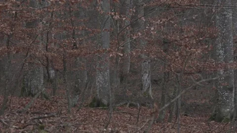 Wild chamois moving through forest undergrowth Stock Footage 323472825