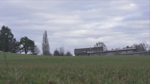 Wild chamois moving through forest undergrowth Stock Footage 323472834