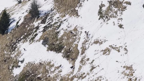 Wild chamois traverse a steep, partially snow-covered mountain slope at Col des Stock Footage 346676066