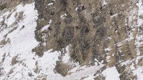 Wild chamois traverse a steep, rugged mountain slope partially covered in snow Stock Footage 346665721