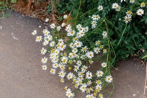Wild chamomile along the path of a field, matricaria chamomilla 库存照片