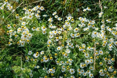 Wild chamomile along the path of a field, matricaria chamomilla 写真素材