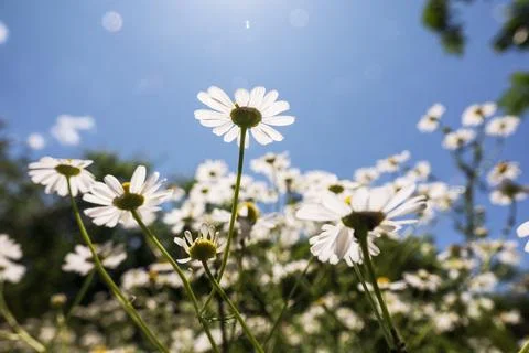 Wild chamomile flowers background Stock Photos