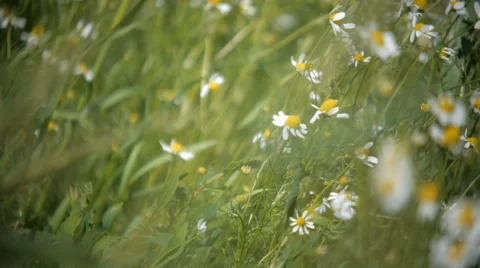 Wild chamomile flowers on a field on a sunny day. shallow depth of field Stock Footage