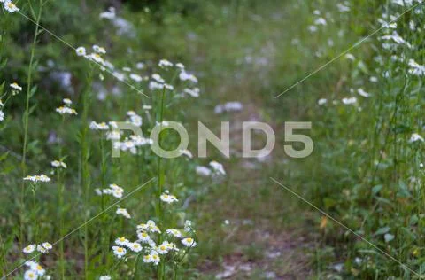Wild chamomile flowers in the forest nature background Stock Photos