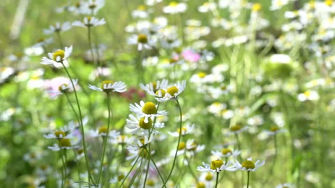 Wild Chamomile flowers growing on meadow. Stock Footage 276308676