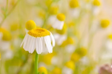 Wild chamomile flowers Stock Photos