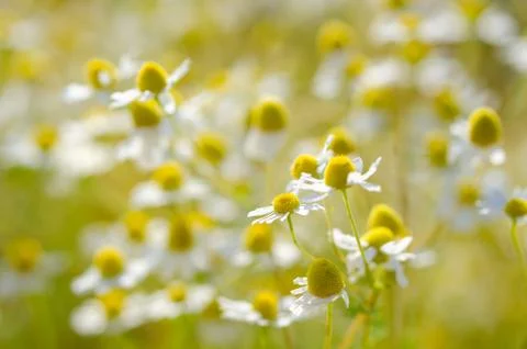 Wild chamomile flowers Stock Photos