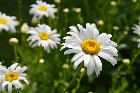 Wild chamomile flowers Stock Photos