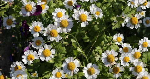 Wild chamomile flowers top view Stock Footage 89660648
