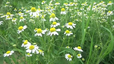 Wild chamomile in a meadow Stock Footage 312267624