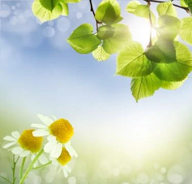 Wild chamomile, medicinal Stock Photos
