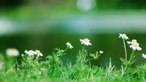 Wild chamomile moved by wind with watery blurry background Stock Footage 142354464