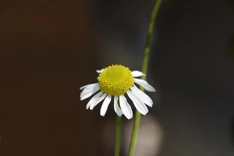 Wild chamomile Stock Photos
