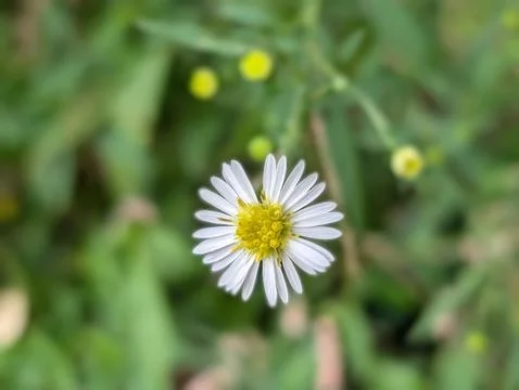 Wild Chamomile? Stock Photos