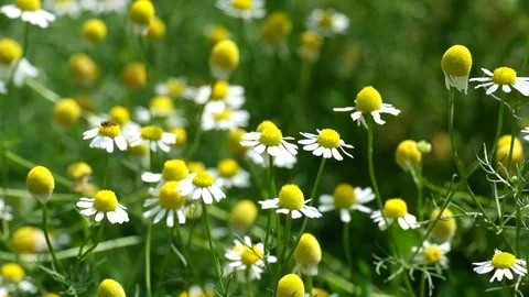 Wild chamomile rustle by the wind (Matricaria chamomilla) Stock Footage 91144493