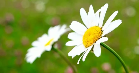 Wild chamomiles are swaying in the wind. Stock Footage 77382769