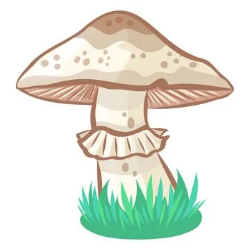 Wild champignon mushroom vector image without background Illustrazione stock