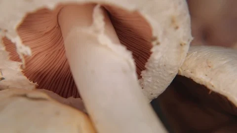 Wild champignons. 4K resolution macro trucking shot. Stock Footage 115596755
