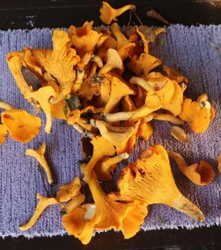 Wild Chantarelles on a table Stock Photos