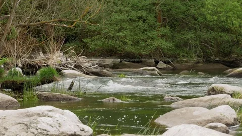 Wild charming forest river Stock Footage 81190116