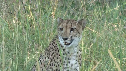 Wild cheetah with antelope kill still alive (killing it) Video stock 84745126