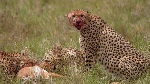 Wild Cheetah With Bloody Muzzle Watching Surroundings While Companions Feed on Vídeo Stock 337545384