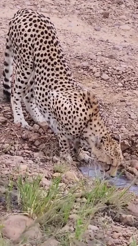 A wild cheetah drinking water from a small stream in the african savanna Stock Footage 335248930