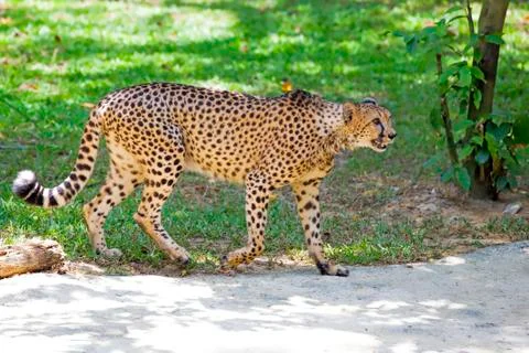 Wild Cheetah Stock Photos