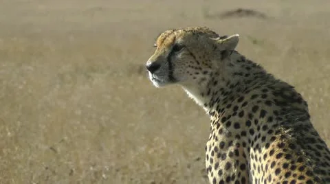 Wild cheetah portrait Stock Footage 11177943