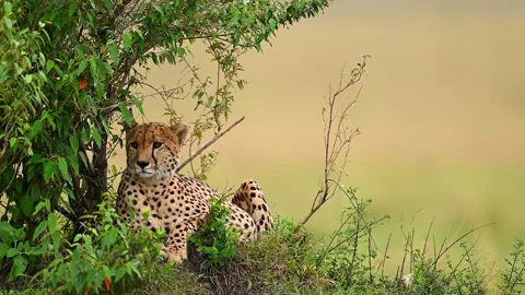 Wild Cheetah Resting In Tree Shade On Savannah Plains 库存影片 322086528