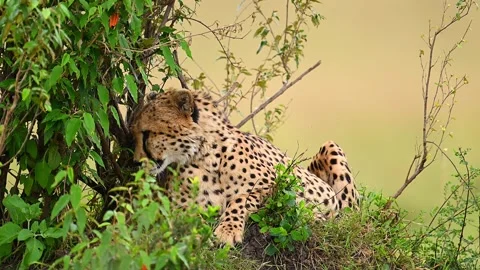 Wild Cheetah Resting In Tree Shade On Savannah Plains Stock-Footage 322086539