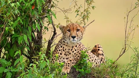 Wild Cheetah Resting In Tree Shade On Savannah Plains Stock-Footage 322086574