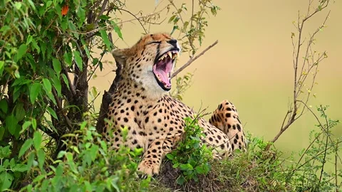 Wild Cheetah Resting In Tree Shade On Savannah Plains 動画素材 322086595