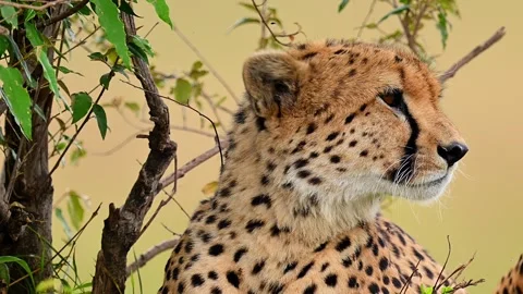 Wild Cheetah Resting In Tree Shade On Savannah Plains Stock-Footage 322086612