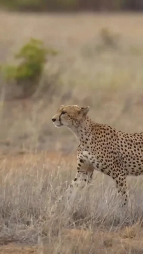 A wild cheetah running through the dry savanna grass in africa 库存影片 335248555