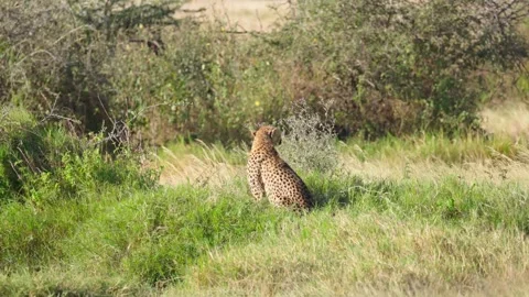 Wild Cheetah Sitting Stock Footage 327620490
