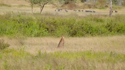 Wild Cheetah Standing Stock Footage 327620471