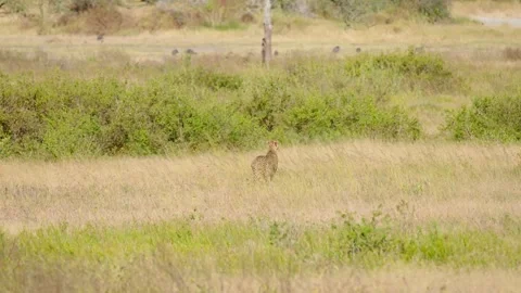 Wild Cheetah Standing Stock Footage 327620479