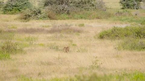 Wild Cheetah Standing Stock Footage 327620486