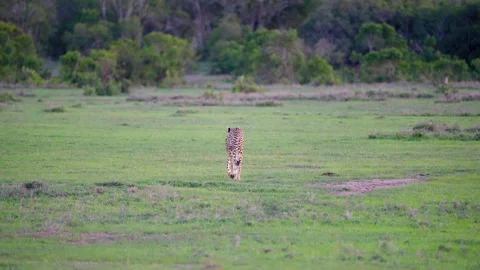 Wild Cheetah Walking Stock Footage 305124516