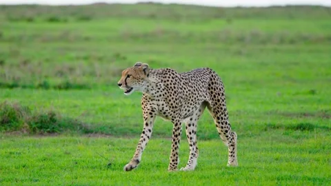 Wild Cheetah Walking Stock Footage 305124546
