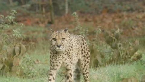 Wild Cheetah Walking towards Camera, 120fps, Slowmotion, 4k Stock Footage 231253503