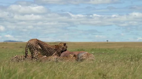Wild Cheetahs Feeding on Antelope Carcass Telephoto Lens 4k Shot 動画素材 338258239