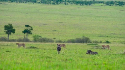 Wild Cheetahs Surrounding a Warthog in the Open Green African Grassland During 動画素材 344918013