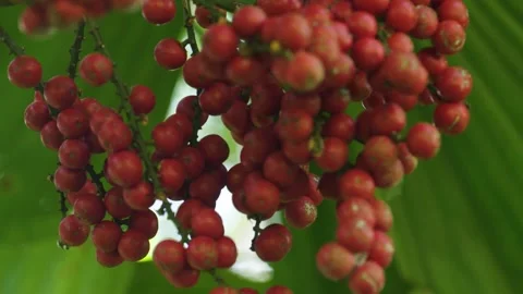 Wild cherry 2 Video stock 288237532